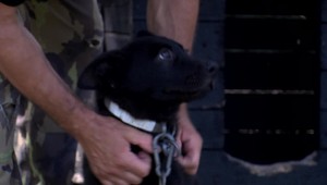 Majitelia o ňom vedeli, no nestarali sa. Pes na dvore od zúfalstva ohrýzal kolíky