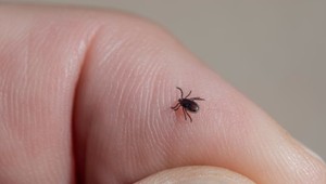 Ktorú krvnú skupinu si kliešte vyberajú najčastejšie? Vedci skúmali tisíc jedincov