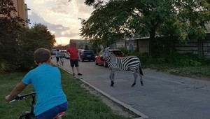 Kuriózny zásah hasičov: V Piešťanoch sa po meste premávala zebra