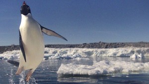 Vedci objavili nový druh prehistorického tučniaka. Mal výšku dospelého človeka