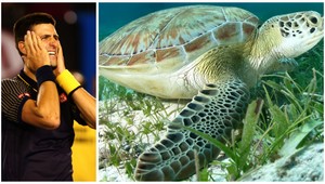 Srbský tenista Novak Djokovič v Dubaji zachraňoval korytnačky