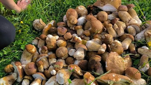 Hubárska horúčka: Bohaté dažde sú pre hubárov požehnaním