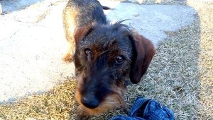 Pomôžte nájsť hrubosrstého jazvečíka Bona