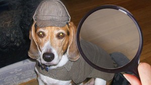 Stratil sa vám štvornohý miláčik? Psí detektív vám pomôže!