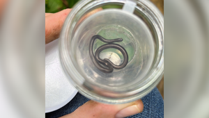 Po 20 rokoch objavili na Barbadose najmenšieho hada na svete. Mysleli, že je vyhynutý