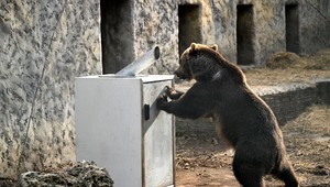 Odchytové zariadenia pre medveďa: Iniciatíva tvrdí, že ide o týranie zvierat