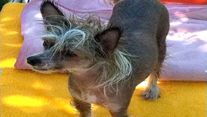 Hľadá sa fenka čínskeho chocholatého psa Ayrin!