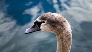 Tretí prípad vtáčej chrípky potvrdili v okrese Komárno