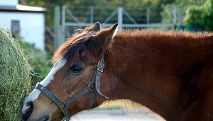 Ako na divokom západe to vyzeralo na sídlisku v Seredi