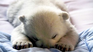 VIDEO. Medvedík Mesiačik prvýkrát pred kamerami