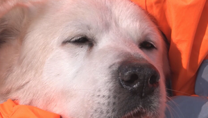 Zákaz držania psov na reťazi platí už rok: Nahlásených bolo vyše tisíc prípadov týrania