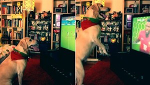 Portugalsku fandila na MS aj labradorka Severa. Vypadnutie ju úplne zdrvilo!