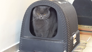 Vedecká štúdia naznačuje, že mačky majú problém s rozpoznaním štvorca od krabice