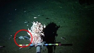 Vedci objavili nový druh ryby v hĺbke osem kilometrov