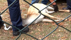 V parku v Nitre zomrel Daniel škvrnitý, v papuli mal plastovú pásku