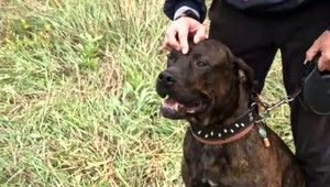 VIDEO: Pes spadol do hlbokého kanála, takto vyzerala záchranná akcia