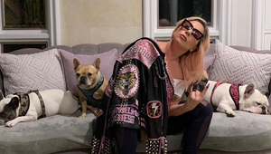 Príšerný útok! Postrelili muža venčiaceho speváčkine psíky, za ich vrátenie ponúka až POL MILIÓNA!