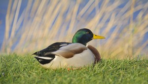 Na farmách zlikvidovali 190 tisíc kačiek pre vtáčiu chrípku