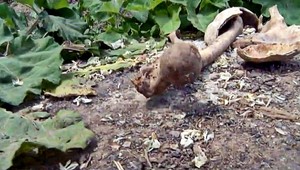 Pár kanibalov sa priznal k vražde až 30 ľudí