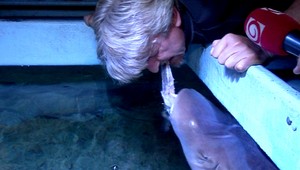 Z úst do úst. Jožo Kubáni kŕmil žraloky