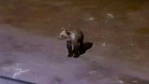 Návštevníci rekreačného strediska sa obávajú vyjsť večer von. Dôvodom sú medvede