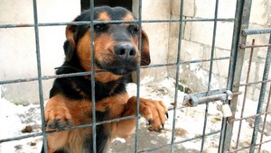 Majiteľ zastrelil svojho psa, hrozí mu pokuta