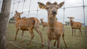 Z ovocného sadu v Trebišove zmizlo 120 muflónov