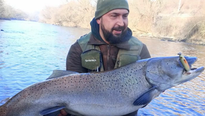 Životný úlovok: Rybárovi sa podarilo uloviť rekordnú hlavátku podunajskú