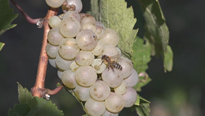 Nové vinohrady nepribúdajú, staré zanikajú. Vysoké náklady ohrozujú slovenské vinohrady
