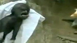 VIDEO: Toto čudné prasa má na svedomí ufo...