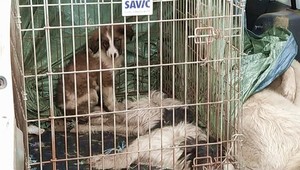 Šteniatko z auta smrti konečne nehľadajú len obyčajní ľudia