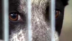 Muž obaril psa horúcou vodou, skončil na polícii