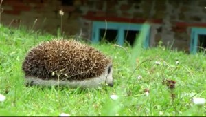 V kreslených filmoch nosí ježko na chrbte jabĺčka, v skutočnosti tam má odolné baktérie