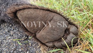 Ďalší stret so zverou: Pod kolesami kamióna skončil takmer 160-kilový medveď
