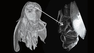 Šváby sú odporné, ale tento je nádherný. Slovenskí vedci ho objavili vo Vietname a je unikát