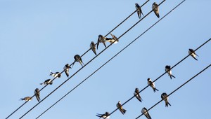 Lastovičky a belorítky uviazli na Slovensku. Zápasia s počasím a bojujú o život