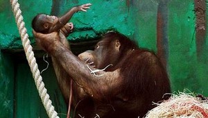 V bojnickej zoo sa včera narodil orangutan bornejský