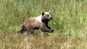V ZOO zabili a vypchali zdravé medvieďa