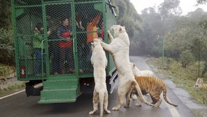ZOO naopak: Ľudia platia za pobyt v klietke. Pozerať sa na nich chodia levy a tigre