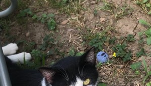 Neznámy páchateľ zastrelil bezbrannú mačku: Hrozia mu až tri roky za mrežami