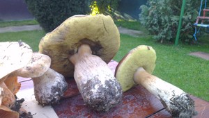 tvojenoviny: Toto je úlovok za 20 minút