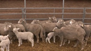 Dopyt po jahňacine na slovenskom trhu vzrástol. Záujem je aj o ovce ako živé kosačky