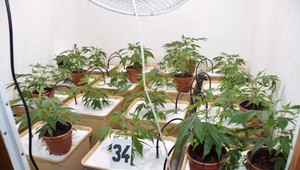 Slovenský študent pestoval marihuanu vo veľkom. Mal zásobovať celú Európu