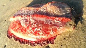 Tajomný tvor bez očí, úst a končatín. Zato s rebrami