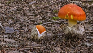 Hubárska sezóna na Záhorí: Ktoré huby sú vzácne, ktoré jedovaté a za ktoré môžete dostať pokutu?