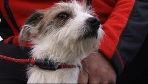 Tomáš (26) strieľal na psa. Údajne iba skúšal vzduchovku