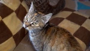 So zápachom bojujú už 20 rokov: Susedka si v byte urobila chovnú stanicu mačiek