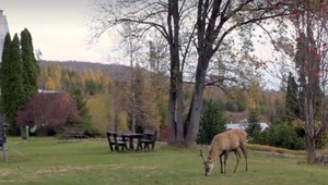 Slovenský jeleň ušiel do Poľska, no vrátil sa. Získal si sympatie domácich i turistov