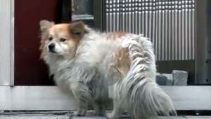 Pes čakal pred domom na svoju majiteľku tri roky. Nedočkal sa