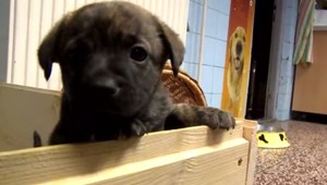 Krutý osud piatich šteniatok. Majiteľ ich nechal napospas krutej zime